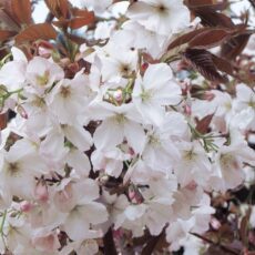 5038838013379 1 Prunus Chocolate IceMatusmae Fuki12L.jpg